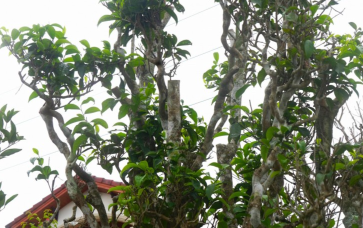 Một cây chè cổ đã ra chồi xanh rất đẹp