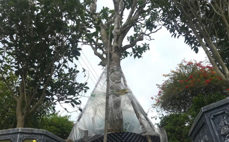 Sau khi tuyển chọn, những cây chè cổ được đưa về các nhà vườn ở thành phố Vinh, ủ trong các bầu ở nơi râm mát, che chắn cẩn thận