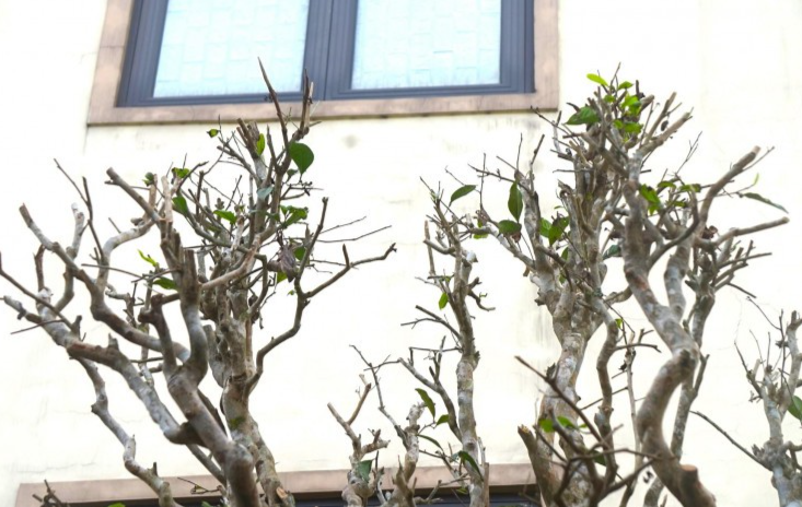 Theo nữ chủ vườn, khi cây chè đã ra rễ mới, bắt đầu đâm chồi cần được chăm sóc kỹ, bởi những cây cổ thụ rất khó thích nghi với môi trường mới. Khi khách có nhu cầu nhà vườn sẽ tư vấn kỹ tùy thuộc vào diện tích sân vườn, nhà ở mà lựa chọn cây cho phù hợp, 