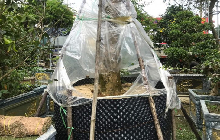 Phía dưới các gốc chè được che chắn để tránh xói mòn, bởi những cây chè cổ thụ rất khó thích nghi với môi trường mới