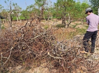 Hàng ngàn gốc đào Tết chết khô nông dân rớt nước mắt vì thất thu hàng tỷ đồng