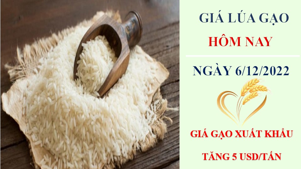 Giá lúa gạo hôm nay 6/12/2022: Giá gạo xuất khẩu tăng 5 USD/tấn