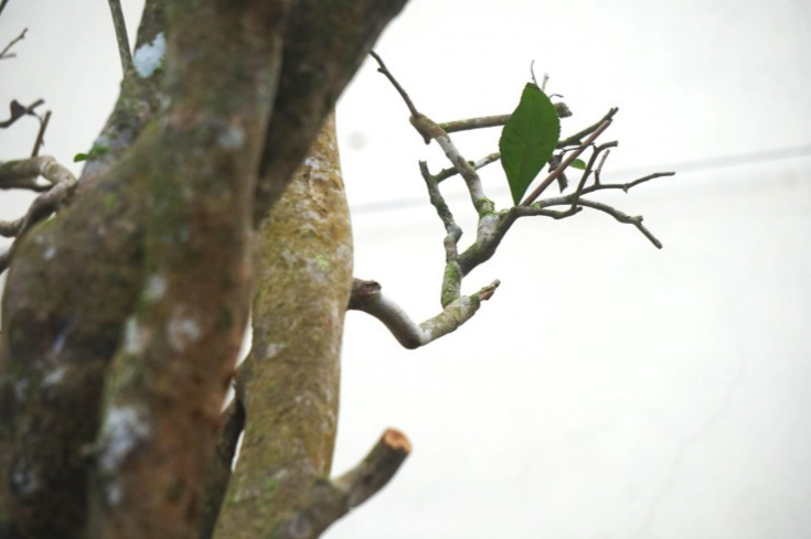 “Cây chè cổ được cắt tán, bỏ toàn bộ lá, vận chuyển về nhà vườn. Bầu được ủ với cát để làm mát, che chắn cẩn thận tránh xói mòn. Cây chè cổ được để trong nơi râm mát, tránh ánh nắng trực tiếp để rễ cây phát triển”, chị Út chia sẻ