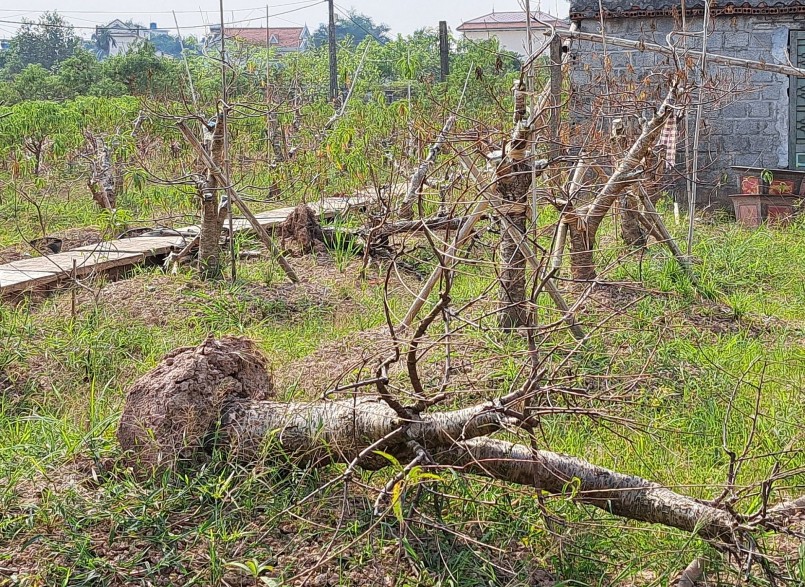 Những gốc đào trị hàng vài chục triệu đến hàng trăm triệu đồng bị chết khô. Những gốc đào trị hàng vài chục triệu đến hàng trăm triệu đồng bị chết khô.