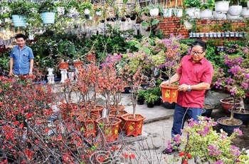 Không đắt hàng như mọi năm, người trồng hoa kiểng Tết đứng ngồi không yên