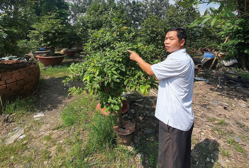 Nhiều hộ trồng mai lo lắng vì năm nay sức mua yếu. Nhiều hộ trồng mai lo lắng vì năm nay sức mua yếu.