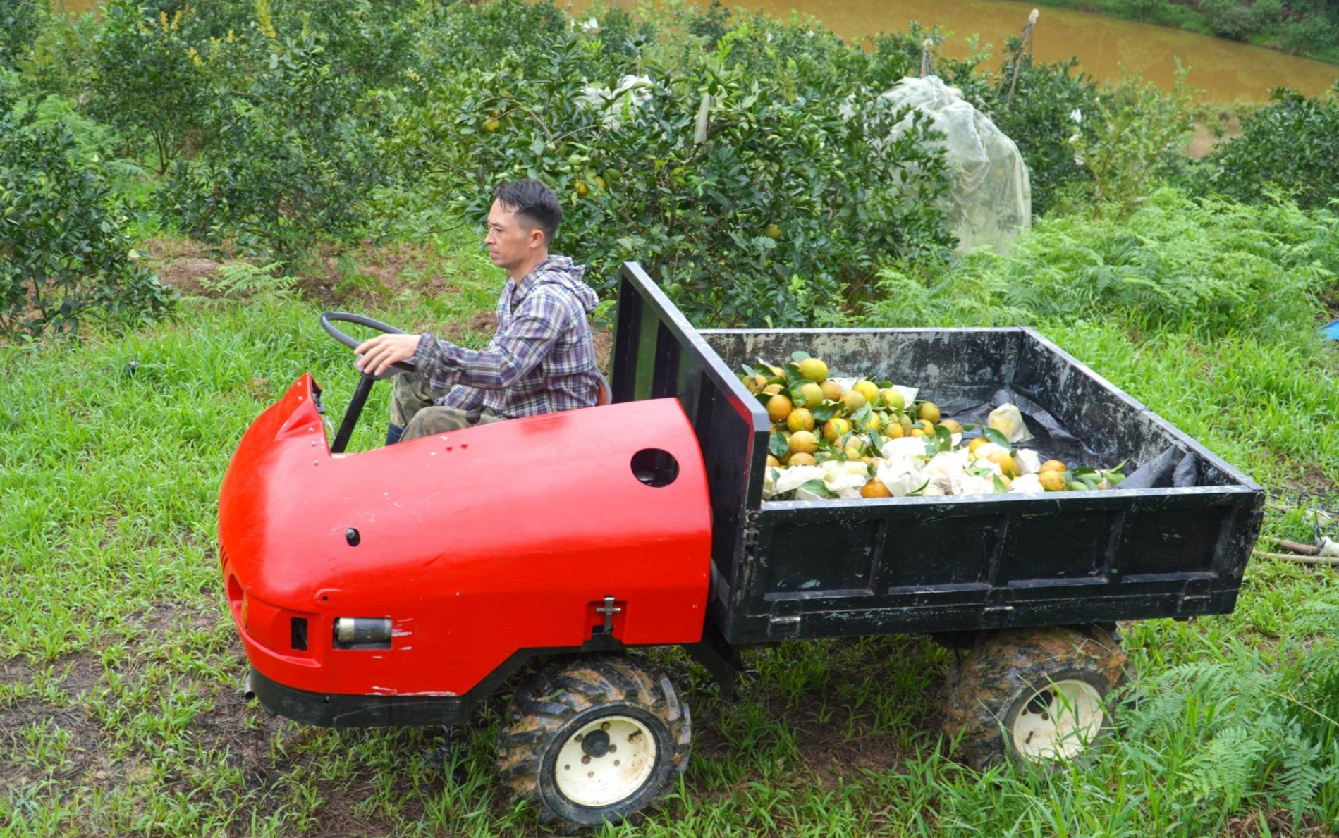 Cam Khe Mây bán 90.000 đồng/kg vẫn cháy hàng, người trồng phấn khởi ra mặt