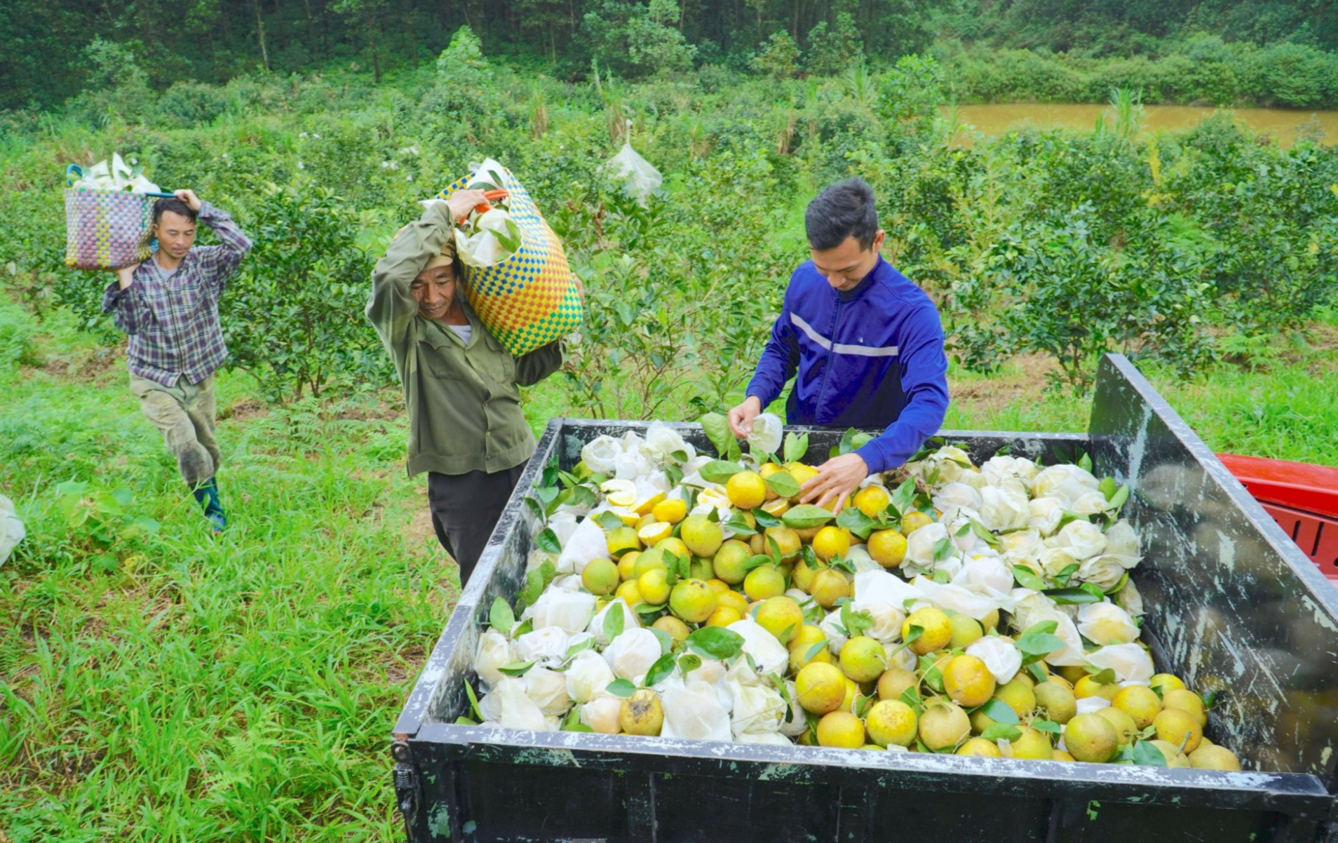 Cam Khe Mây bán 90.000 đồng/kg vẫn cháy hàng, người trồng phấn khởi ra mặt