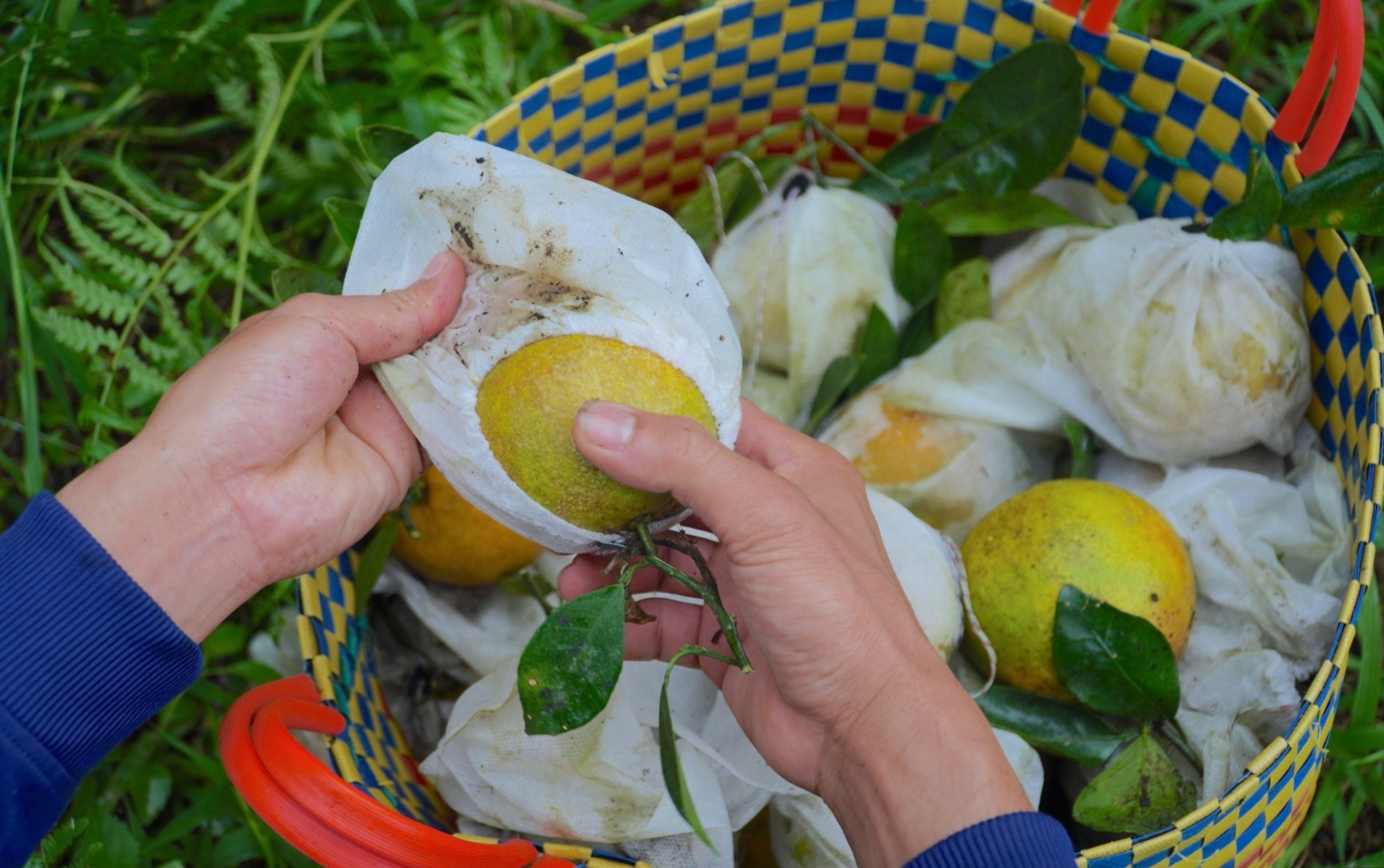 Cam Khe Mây bán 90.000 đồng/kg vẫn cháy hàng, người trồng phấn khởi ra mặt