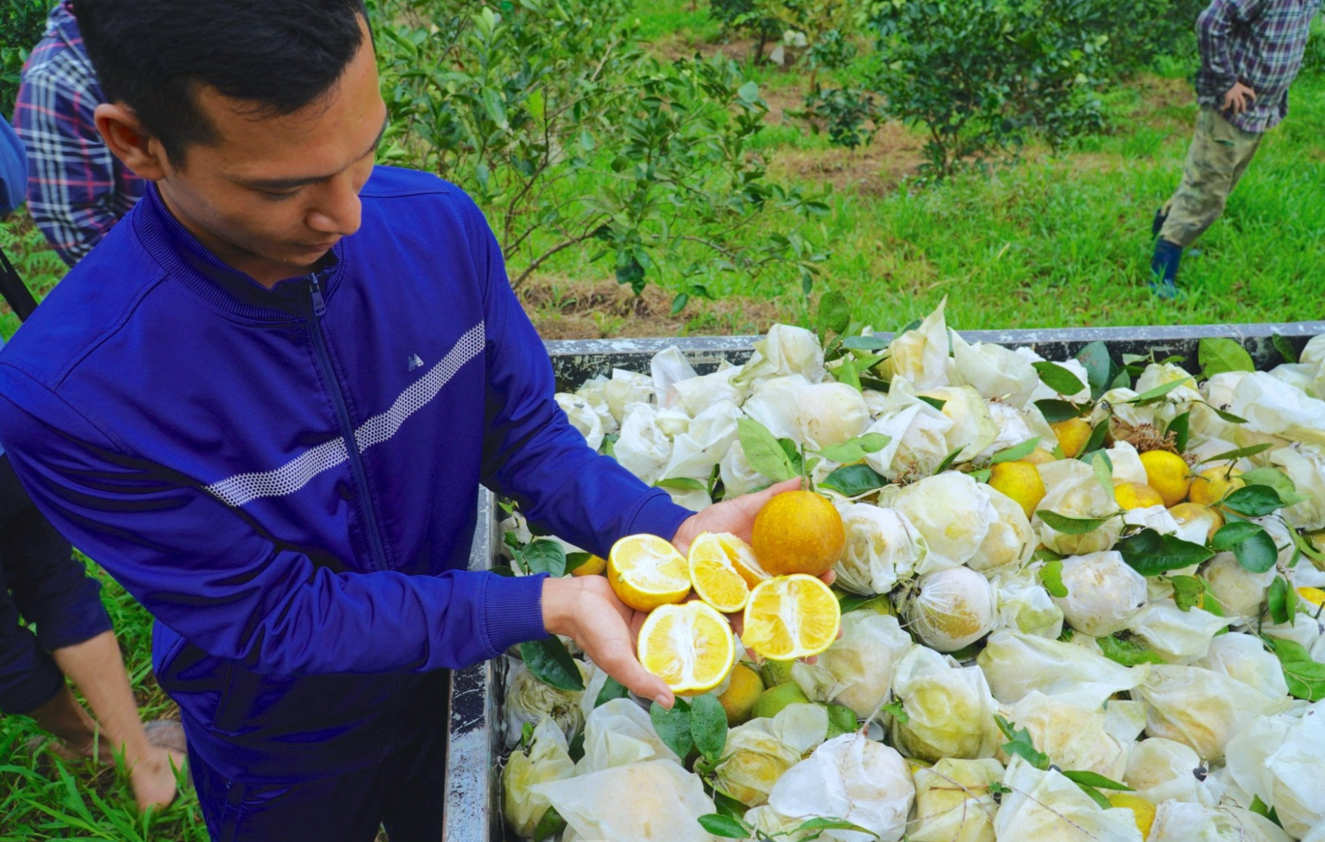 Cam Khe Mây bán 90.000 đồng/kg vẫn cháy hàng, người trồng phấn khởi ra mặt