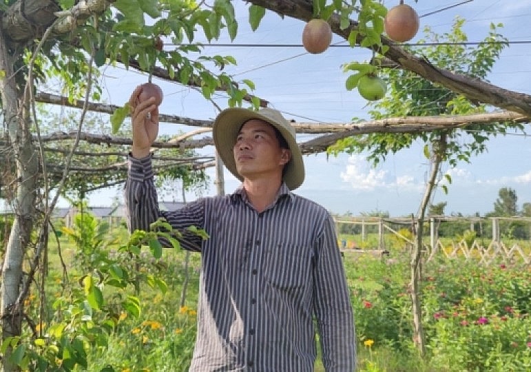 Anh Trương Văn Phúc là người đã lai tạo thành công giống chanh dây độc lạ trồng được ở vùng hạn mặn.