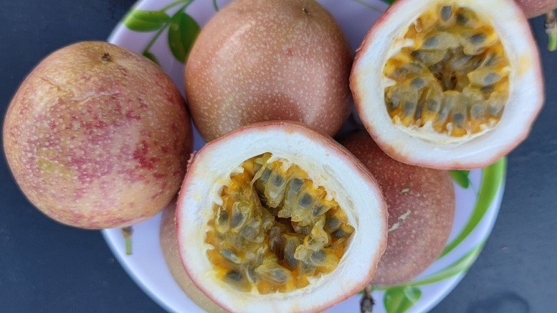 Đặc biệt chanh dây Hồng Ngọt có ưu điểm hơn một số loại chanh dây khác là trái to (khoảng 200 gram) năng suất cao và hương vị thơm ngọt.