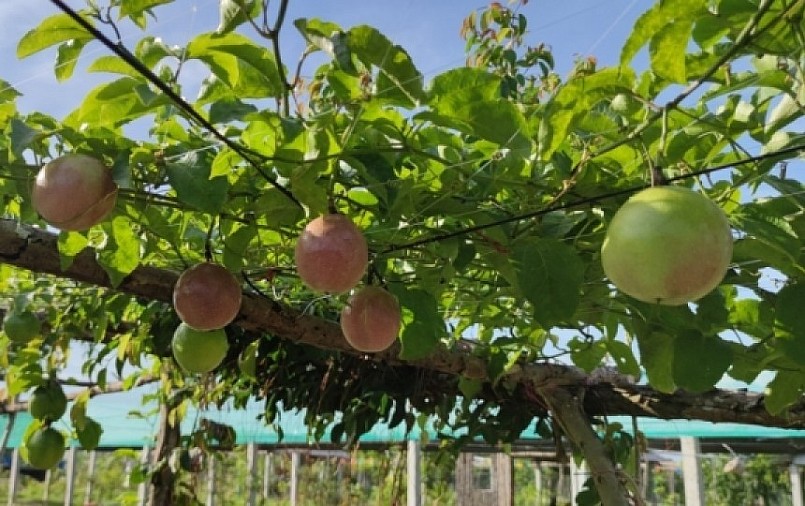 Giống chanh dây Hồng Ngọt hiện được các nông dân vùng Gò Công đặt hàng mua về trồng .