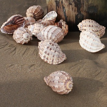 Con gì vằn vện thấy ghê, ăn vào không những mê mà còn đại bổ