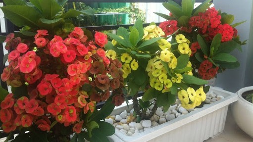 10 loài hoa không nên trồng trong nhà, có loại chứa chất cực độc chỉ với một lượng nhỏ