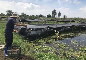 Bí quyết tăng sức đề kháng cho ốc nhồi đẻ khỏe, lớn nhanh thu 600 triệu đồng/năm