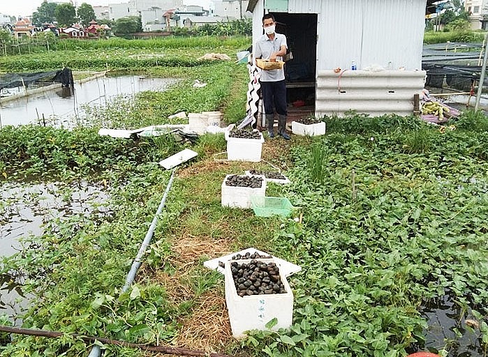 Thu hoạch ốc nhồi thương phẩm tại trang trại của ông Phạm Văn Trầm.