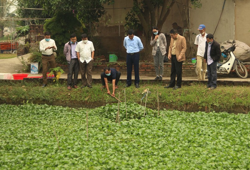Mô hình nuôi ốc nhồi thương phẩm tại xã Nam Tân, huyện Nam Sách.