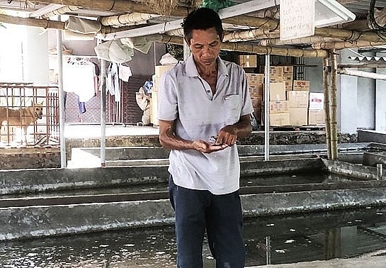 Ông Phạm Văn Trầm là một trong những người tiên phong nuôi ốc nhồi ở địa phương.