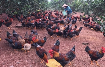 Bí quyết để người dân thu 1.500 tỷ đồng/năm từ nuôi gà đồi Yên Thế