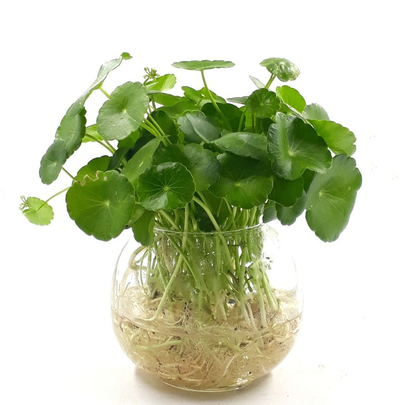 Loại cây nghe tên toát lên mùi tiền nở hoa càng hiếm, báo hiệu Thần Tài đã tới cửa