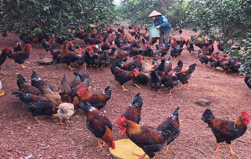 Con gà đồi cũng giúp cho nhiều địa phương tìm ra vật nuôi chủ lực, phát triển làm giàu. 