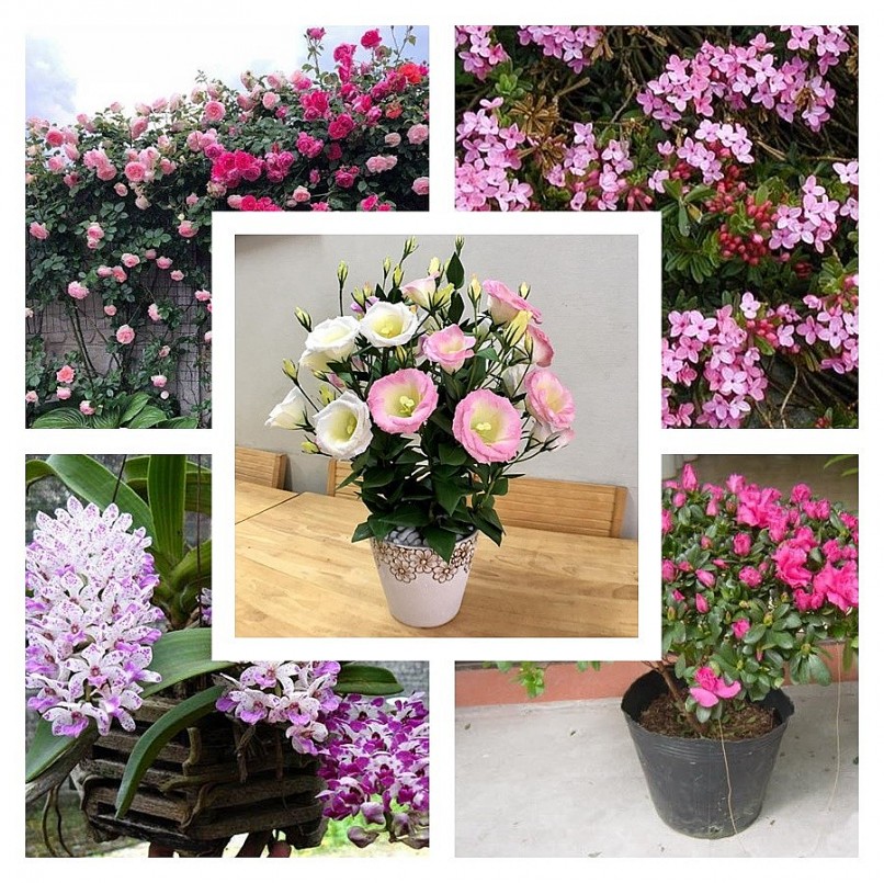 Nhà nghèo trồng 5 loại hoa phú quý, khi nở gia đình sẽ phát đạt