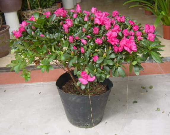 Nhà nghèo trồng 5 loại hoa phú quý, khi nở gia đình sẽ phát đạt