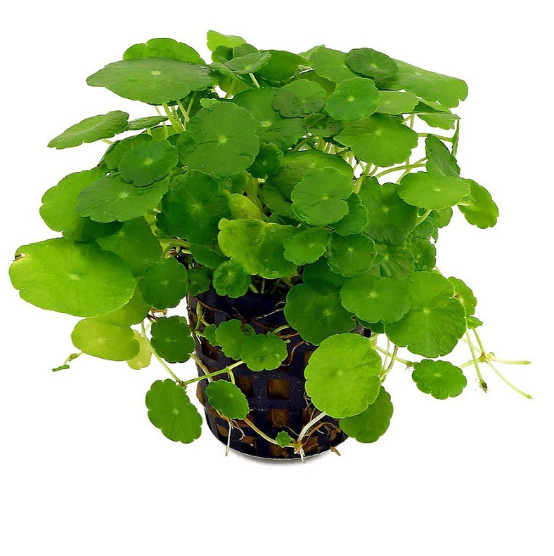 Loại cây nghe tên toát lên mùi tiền nở hoa càng hiếm, báo hiệu Thần Tài đã tới cửa