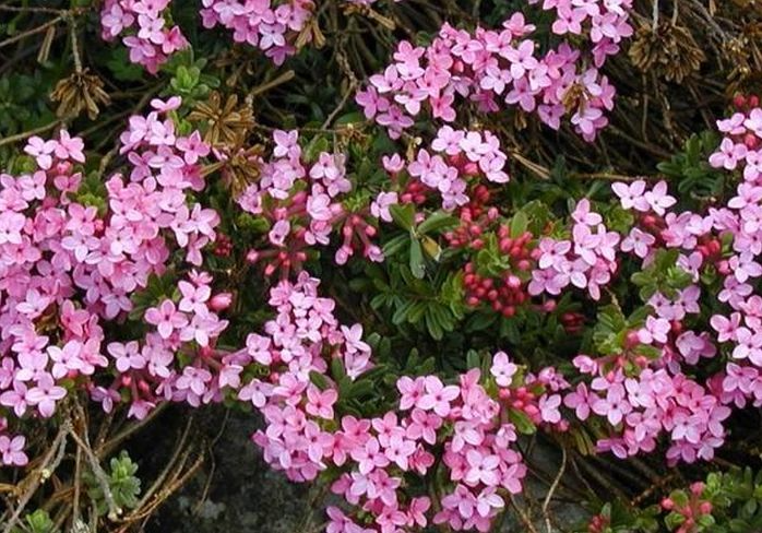 Nhà nghèo trồng 5 loại hoa phú quý, khi nở gia đình sẽ phát đạt