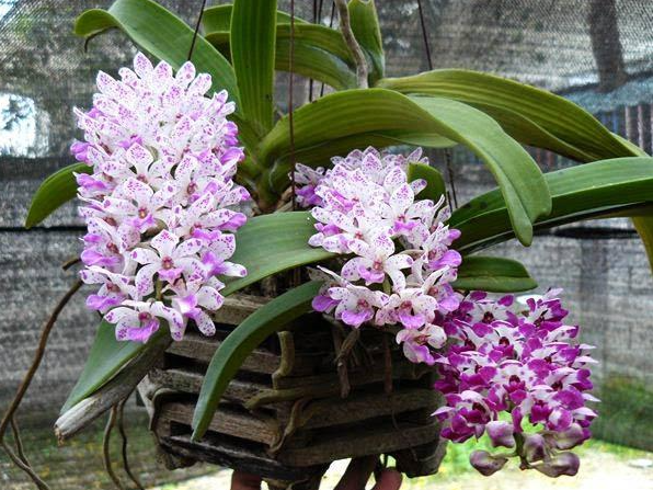 Nhà nghèo trồng 5 loại hoa phú quý, khi nở gia đình sẽ phát đạt