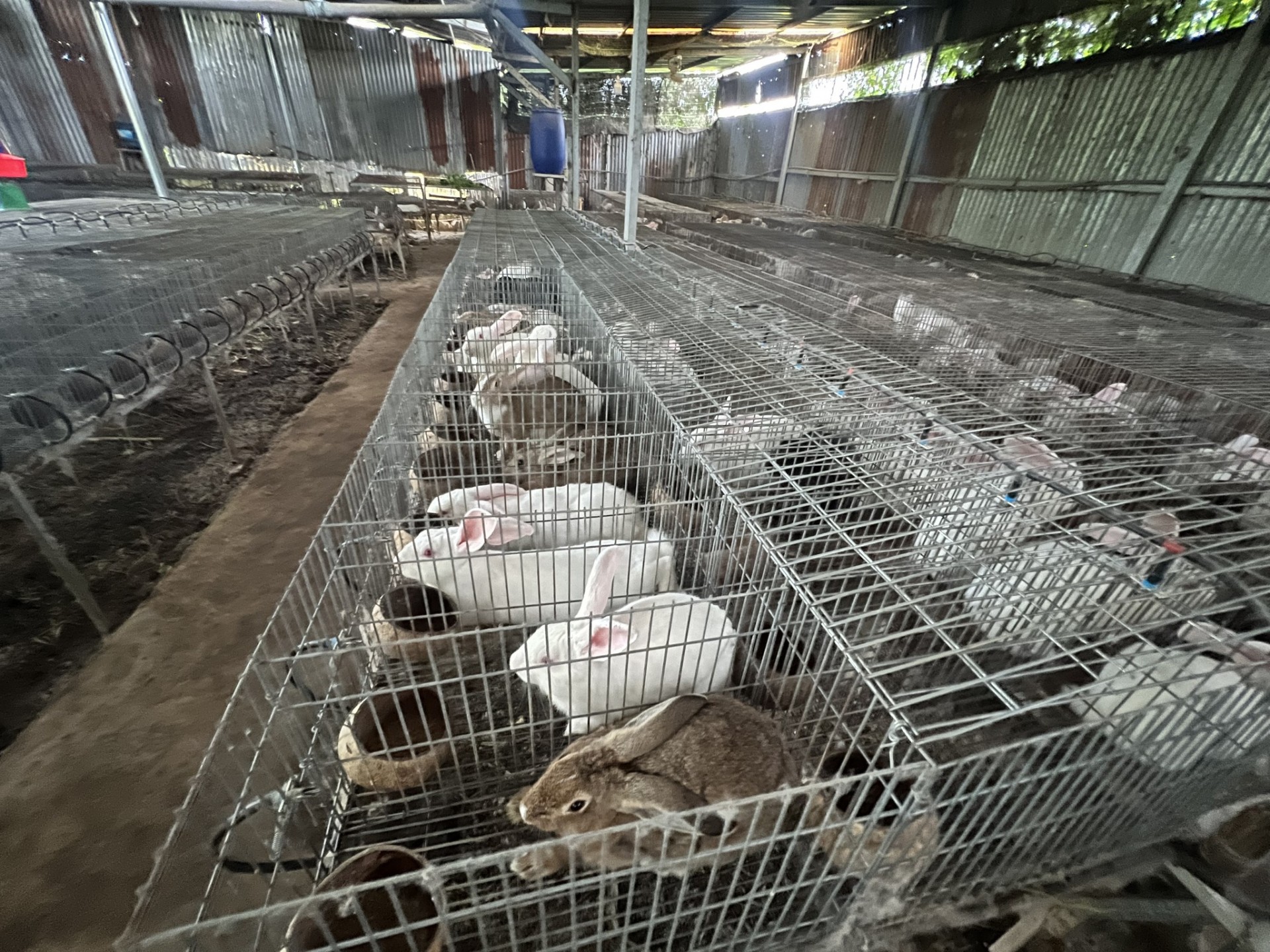 Trại nuôi với chuồng nuôi tách biệt để vỗ béo thỏ bán thịt hiệu quả