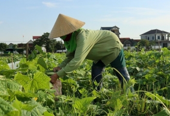 Bí quyết trồng dưa kiểu mới ra quả la liệt thu tiền tỷ mỗi vụ