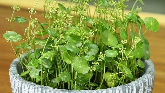 Loại cây nghe tên đã toát lên mùi tiền nở hoa càng hiếm, báo hiệu Thần Tài đã tới cửa