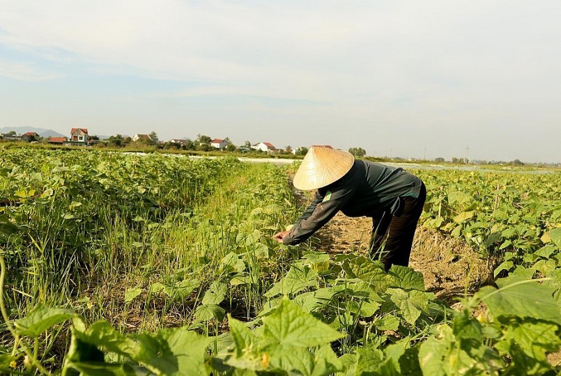 Bà con có cách làm rất sáng tạo đó là trồng dưa không cần giàn, tận dụng gốc rạ giữ ẩm cho cây. Ảnh: Thanh Phúc