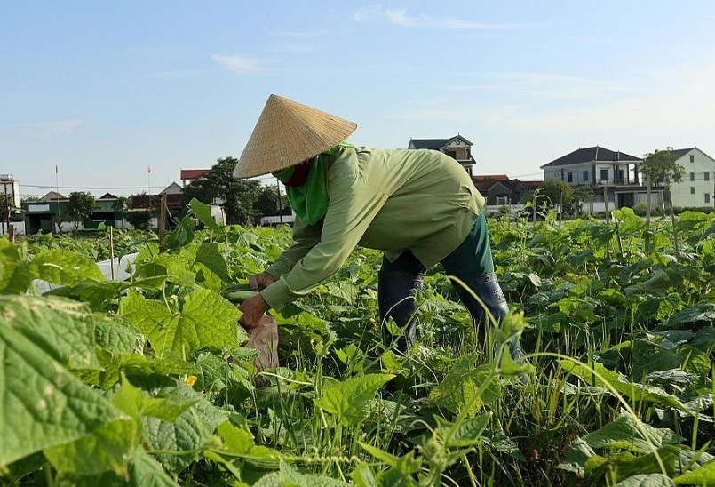Hiện dưa chuột là cây trồng chủ lực trong sản xuất vụ đông của người dân làng Phan. Ảnh: Thanh Phúc