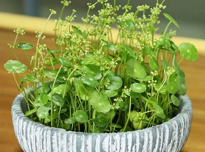 Loại cây nghe tên toát lên mùi tiền nở hoa càng hiếm, báo hiệu Thần Tài đã tới cửa