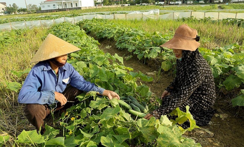 Nhờ chăm sóc tốt, đúng kỹ thuật nên dưa cho năng suất cao. Ảnh: Thanh Phúc