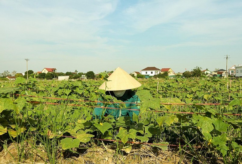 Tranh thủ bắt sâu cho dưa vào sáng sớm. Ảnh: Thanh Phúc