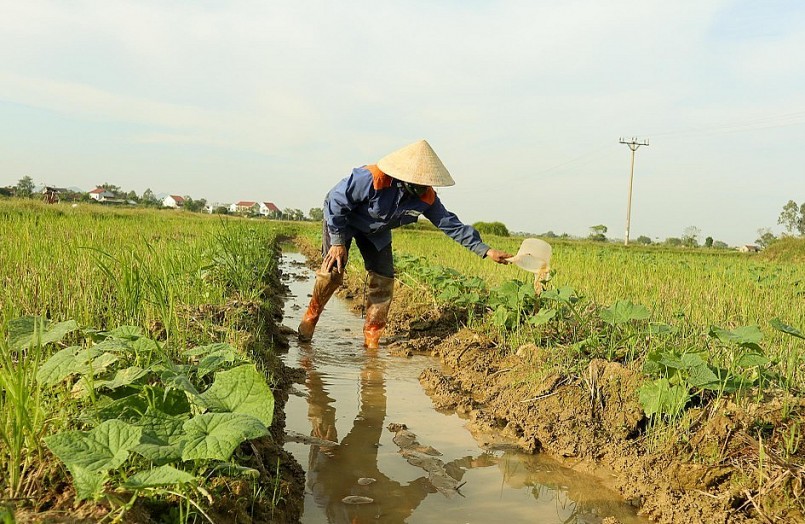 Việc trồng dưa theo vồng, luống cũng giúp giữ nước tưới và tiêu úng dễ dàng hơn. Ảnh: Thanh Phúc