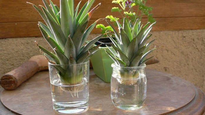 Những loại rau củ trồng từ gốc bỏ đi, không cần chăm vẫn lớn nhanh vùn vụt