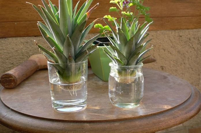 Những loại rau củ trồng từ gốc bỏ đi, lớn nhanh vùn vụt, cả năm ăn không hết