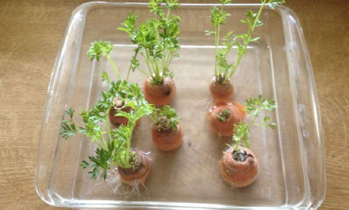 Những loại rau củ trồng từ gốc bỏ đi, lớn nhanh vùn vụt, cả năm ăn không hết