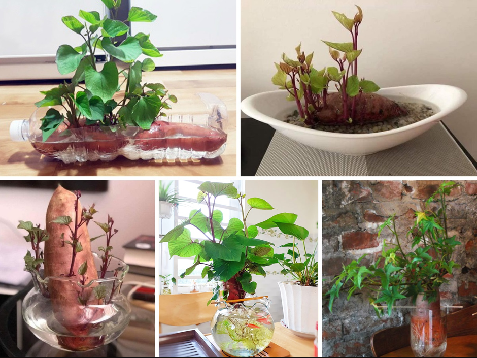 Những loại rau củ trồng từ gốc bỏ đi, lớn nhanh vùn vụt, cả năm ăn không hết