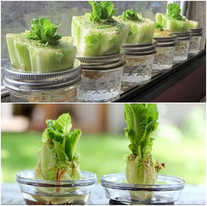 Những loại rau củ trồng từ gốc bỏ đi, lớn nhanh vùn vụt, cả năm ăn không hết