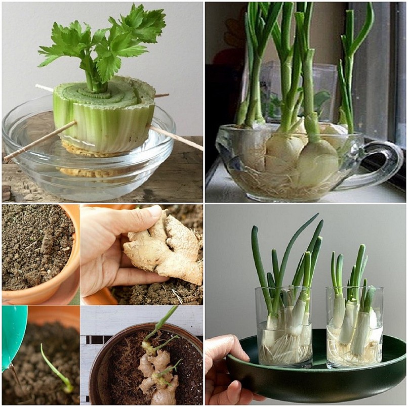 Những loại rau củ trồng từ gốc bỏ đi, lớn nhanh vùn vụt, cả năm ăn không hết