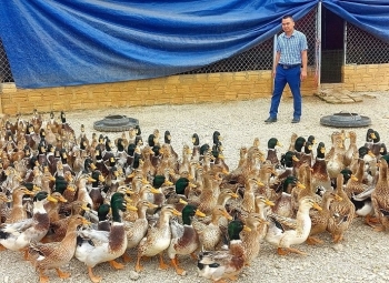 Vịt bầu Quỳ đặc sản sống trong môi trường khắc nghiệt giá nửa triệu/cặp giống