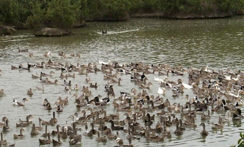 Quỳ Châu (Nghệ An) được xem là cái nôi ra đời của vịt bầu Quỳ.