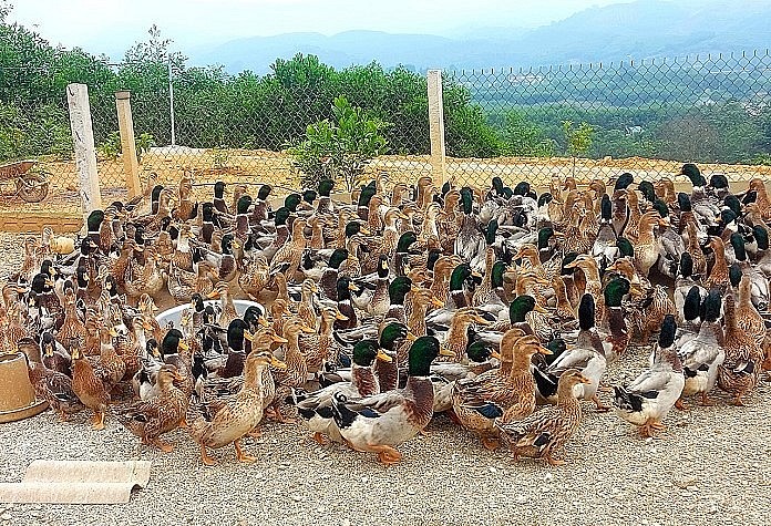 Quỳ Châu đang từng bước khôi phục và phát triển đàn vịt bầu Quỳ thuần chủng.
