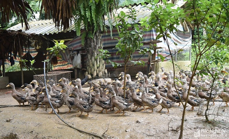 Vịt bầu Quỳ mình to, cổ ngắn có sức chống chịu bệnh cao, thích ứng với thời tiết khí hậu cả nóng, lạnh.